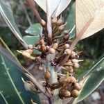 Pycnandra carinocostata Hedelmä