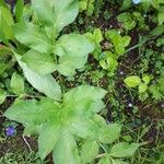 Angelica archangelicaFloare