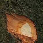 Tetraberlinia bifoliolata Rinde