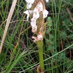 Brownleea parviflora Flor