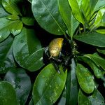 Solandra longiflora Fruit