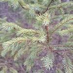 Picea mariana Blatt