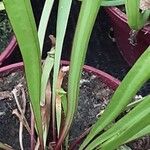 Sarracenia purpurea Lehti