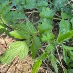 Geum aleppicum পাতা