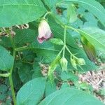 Atropa belladonna Flor