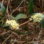 Dendrobium gracilicaule ᱛᱟᱦᱮᱸ