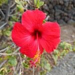 Hibiscus rosa-sinensisLorea