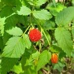 Rubus rosifolius Leaf