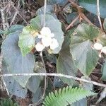 Begonia subvillosa Habitatea
