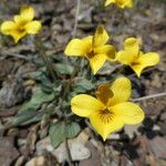 Viola purpurea Blomma