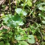 Parnassia asarifolia Kůra