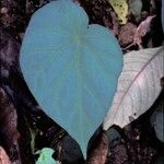 Begonia pavonina Φύλλο