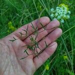 Seseli annuum Blatt