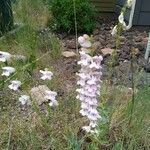 Penstemon palmeri Flor