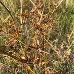 Cyperus amabilis Цветок
