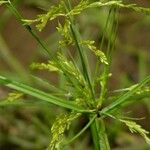 Cyperus iria Други