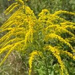 Solidago juncea ফুল