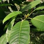 Ficus citrifolia Leaf