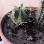Ferocactus emoryi Leaf