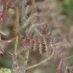 Sanguisorba verrucosa Lapas