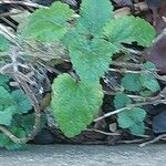 Scutellaria columnae Blad