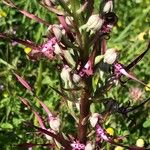 Himantoglossum adriaticum Flower