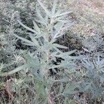 Artemisia verlotiorumLeaf