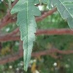 Ambrosia artemisiifolia Blad