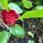 Schisandra rubriflora Blomst