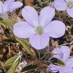 Barleria delamerei Flower