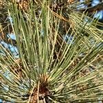 Pinus nigra पत्ता