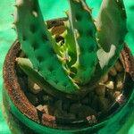 Aloe aculeata Hoja