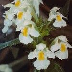 Galeopsis segetum Flower