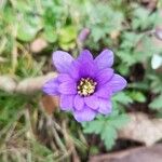 Anemone blandaBlomst