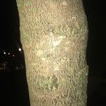 Jacaranda cuspidifolia Corteza