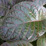 Fittonia albivenis List