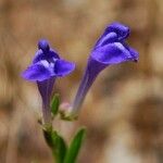 Scutellaria siphocampyloides 整株植物