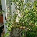 Carapichea ipecacuanha Pokrój