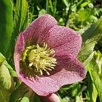 Helleborus orientalisКветка