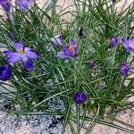 Crocus sieberi Blatt