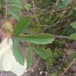 Hibiscus aculeatus Fulla