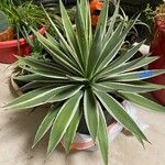 Agave vivipara 葉