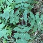 Polymnia canadensis Leaf