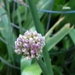 Allium sphaerocephalon Λουλούδι