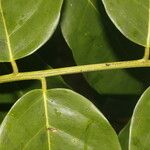 Vatairea erythrocarpa Лист
