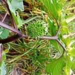 Datura stramoniumFrukt