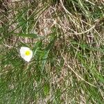 Ranunculus pyrenaeus Çiçek