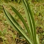 Microseris cuspidata Buveinė