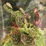 Begonia chlorosticta 整株植物