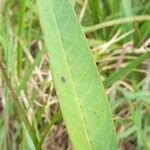 Asclepias curassavica Листок